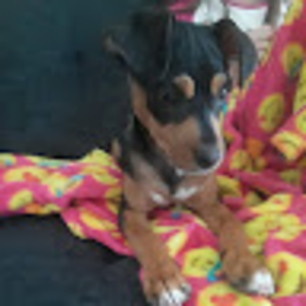 Meet your Posher, Sophie